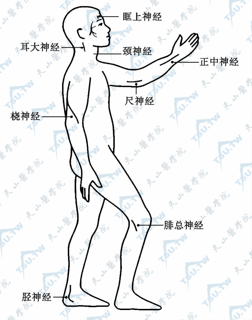 麻风周围神经受累的好发部位