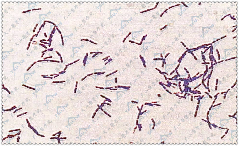 炭疽杆菌粉末图片