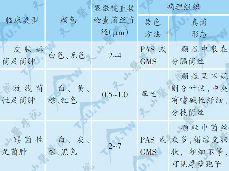 3型足菌肿颗粒特征的鉴别