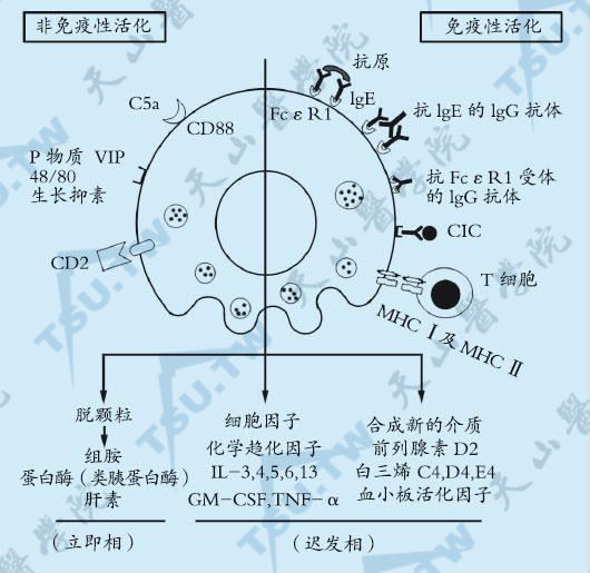 荨麻疹病因：肥大细胞活化示意图