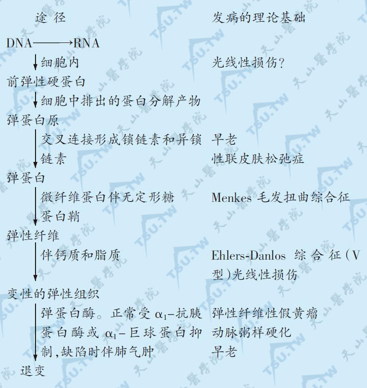 弹力蛋白组织的生物合成和降解过程示意图