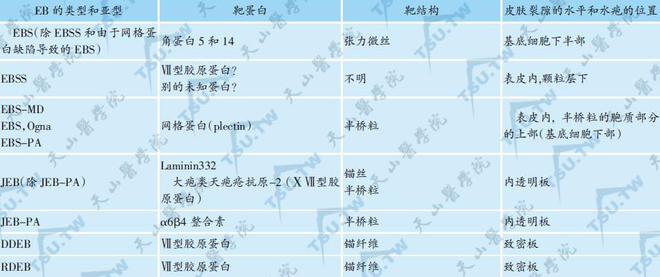 EB类型及其相关靶蛋白、超微结构，以及皮肤发生裂隙、水疱的相关位置