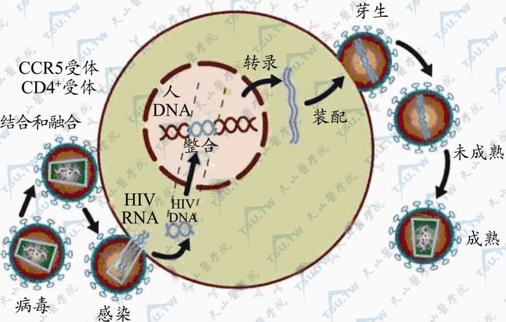 艾滋病毒HIV生命周期及抗HIV药物作用靶点