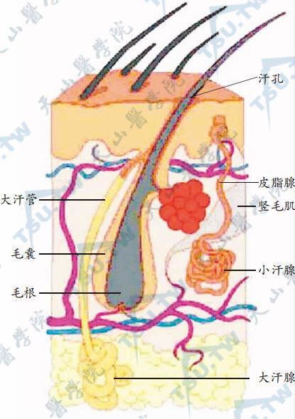 大汗腺位置图图片