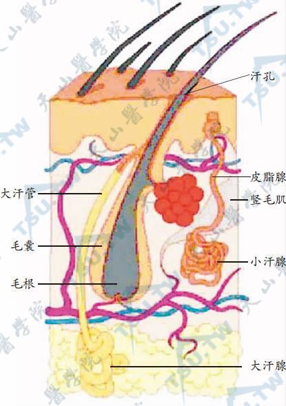 大汗腺位置