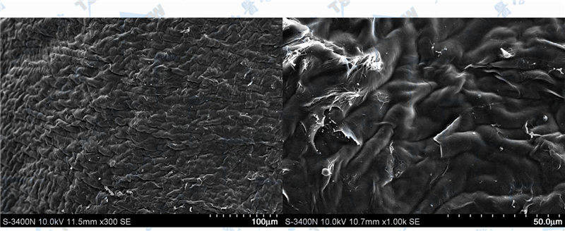 准分子激光（脉冲持续时间为320nm，能量密度为160mJ/cm2，频率为10Hz）曝光后角膜基质表面的扫描电镜