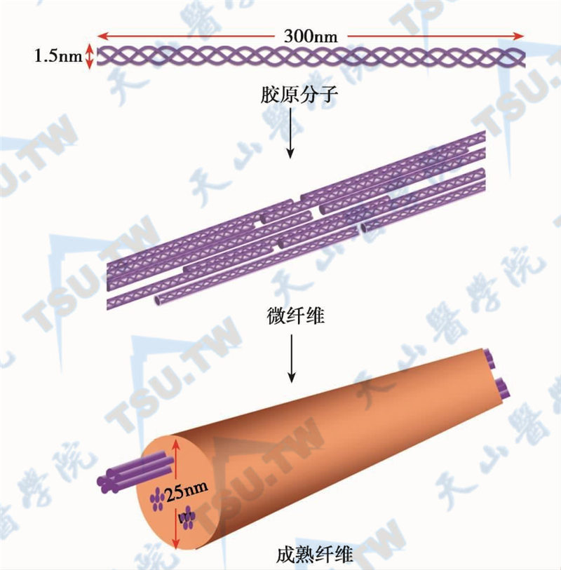 眼角膜基质胶原纤维合成过程