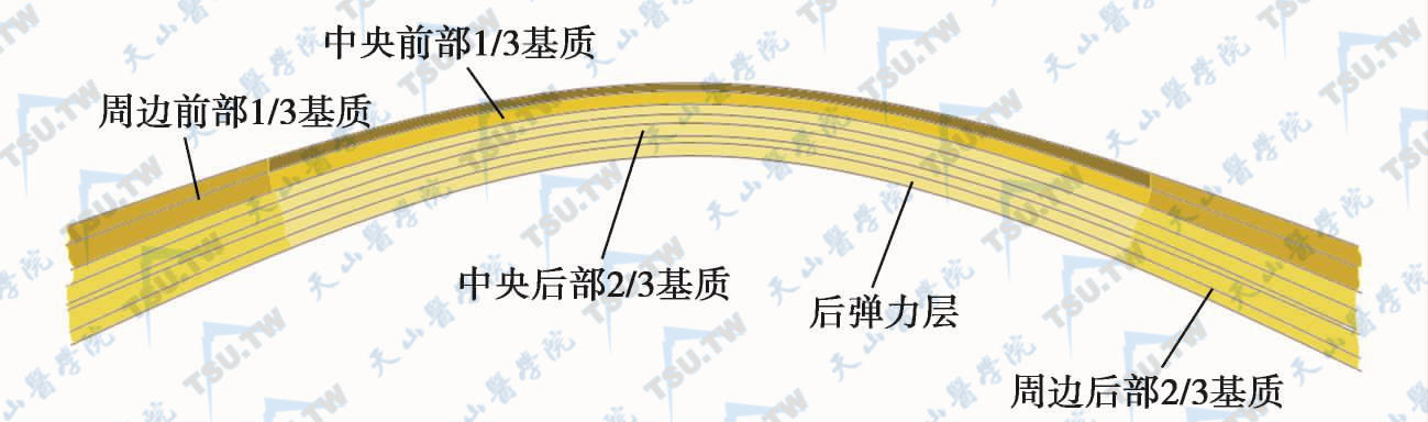 眼角膜各区域黏合力强弱分布示意图