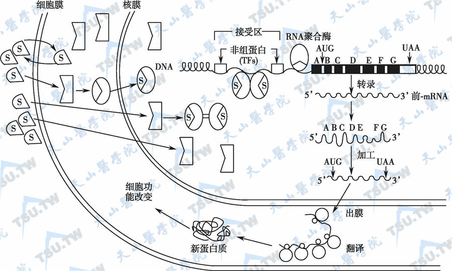 类固醇激素作用机制