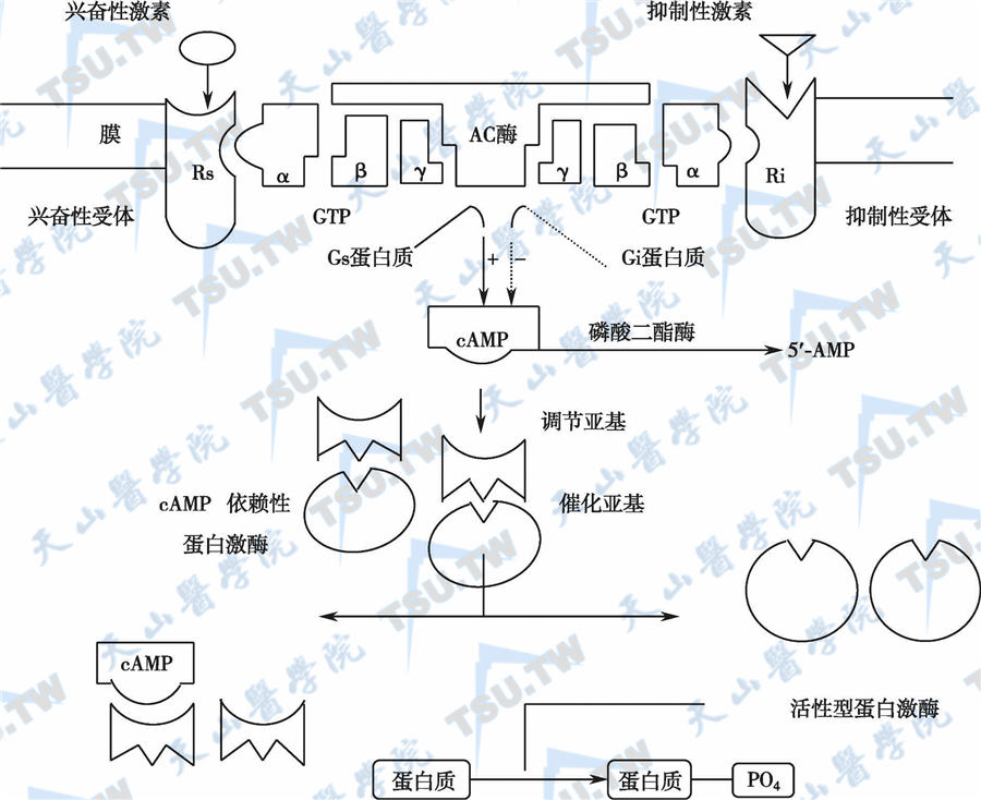 膜受体作用机制（以腺苷环化酶/cAMP系统为例）