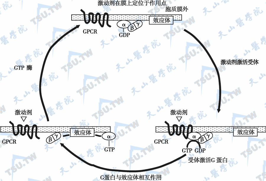 G蛋白循环