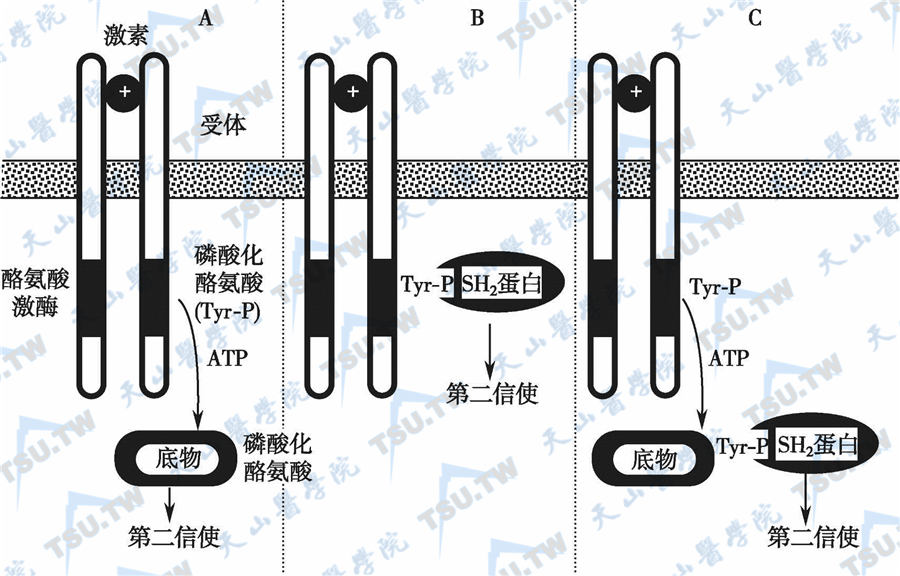 主要与靶细胞表面受体结合的激素作用机制