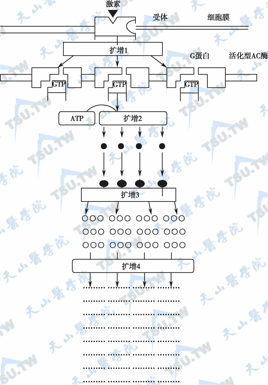 激素信号的受体后通路