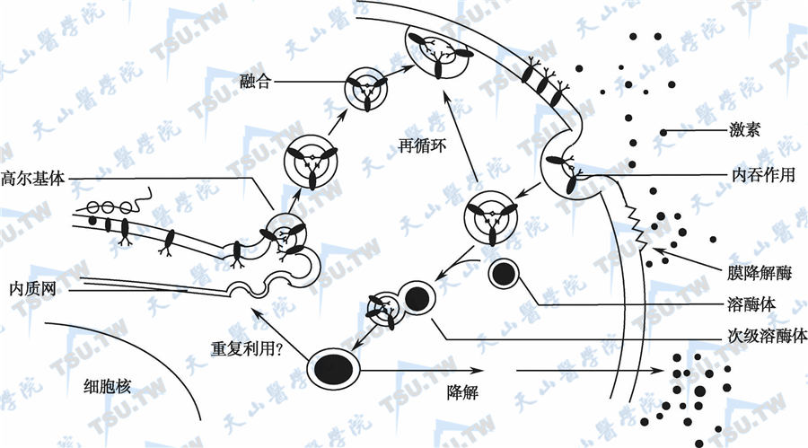 膜受体合成-转换-降解循环