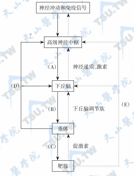 激素间的相互调节与影响