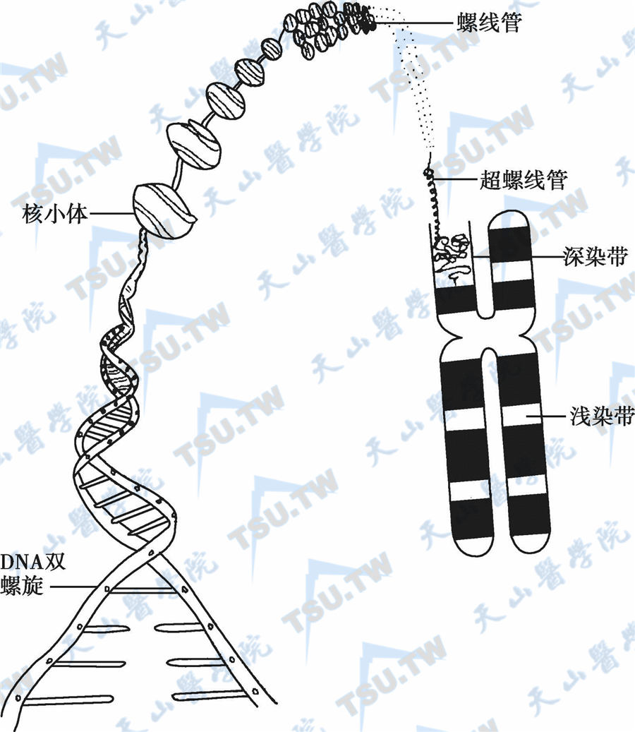 染色体组成示意图图片