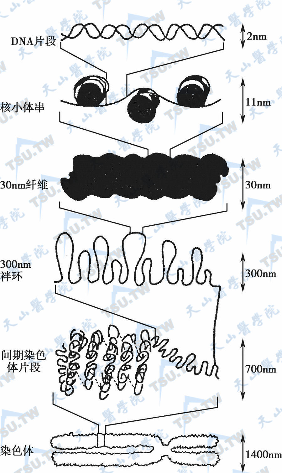 染色体的袢环模型