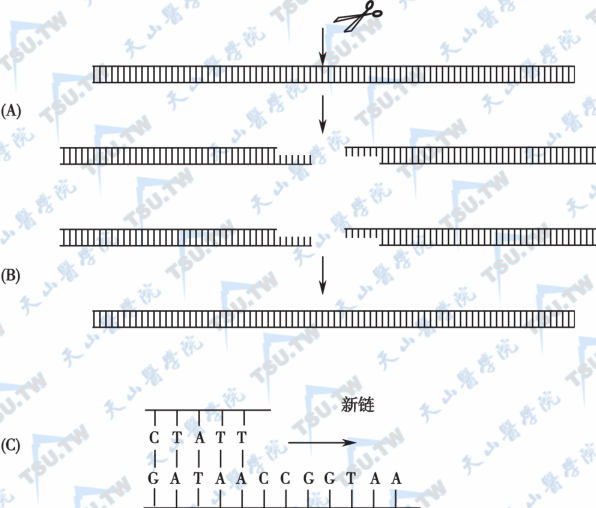 修饰DNA的酶类