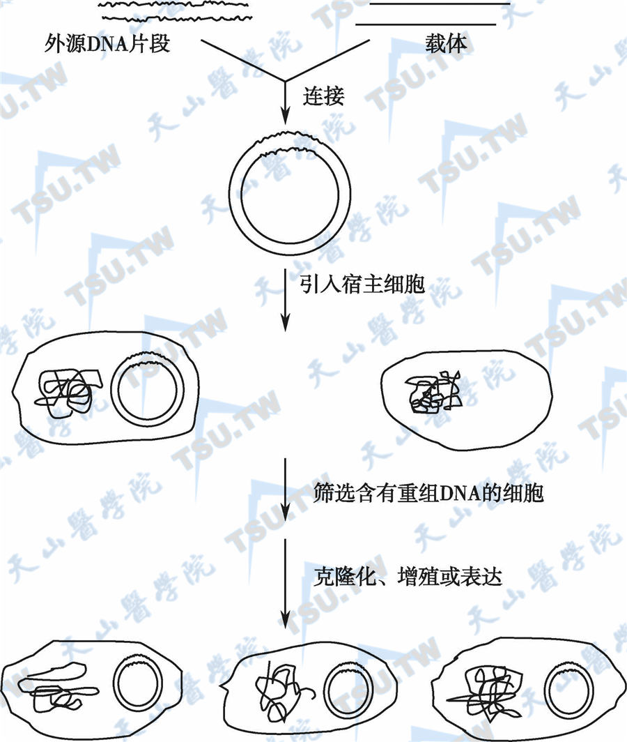 重组DNA技术过程