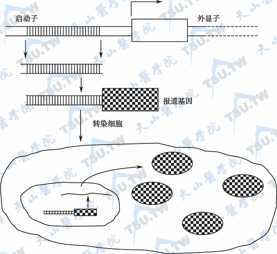 基因启动子分析