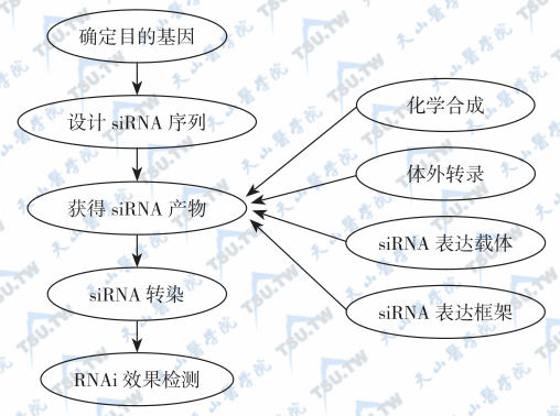 RNAi研究的一般技术路线