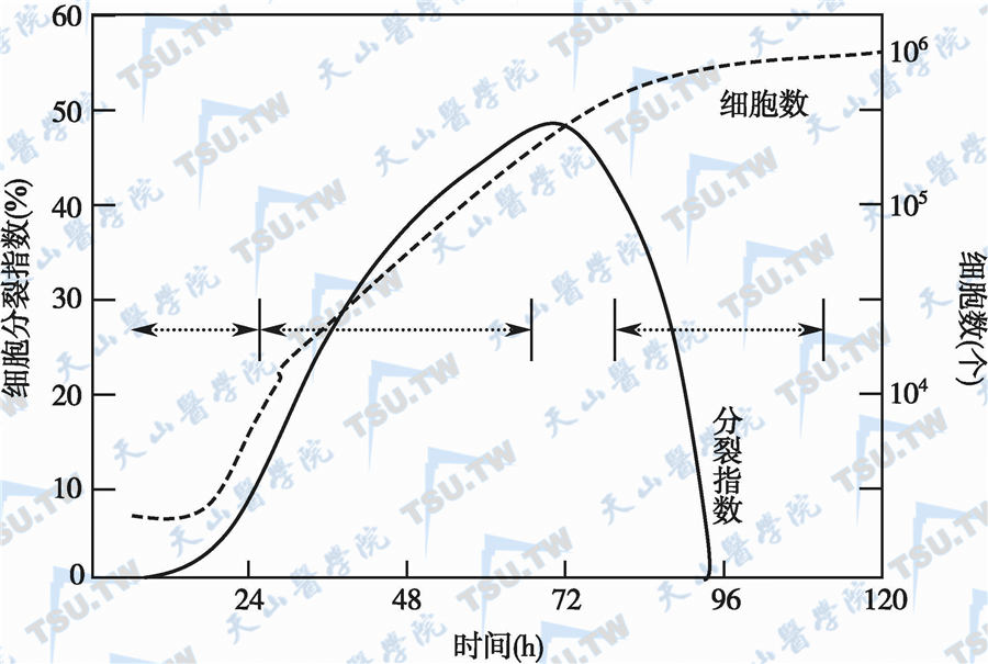 细胞分裂指数和细胞数量的关系