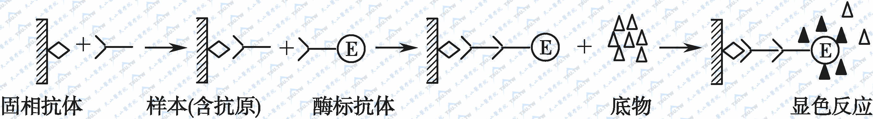 间接法测定抗体示意图