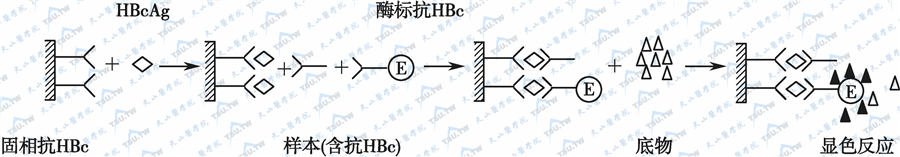 竞争法测定抗体示意图