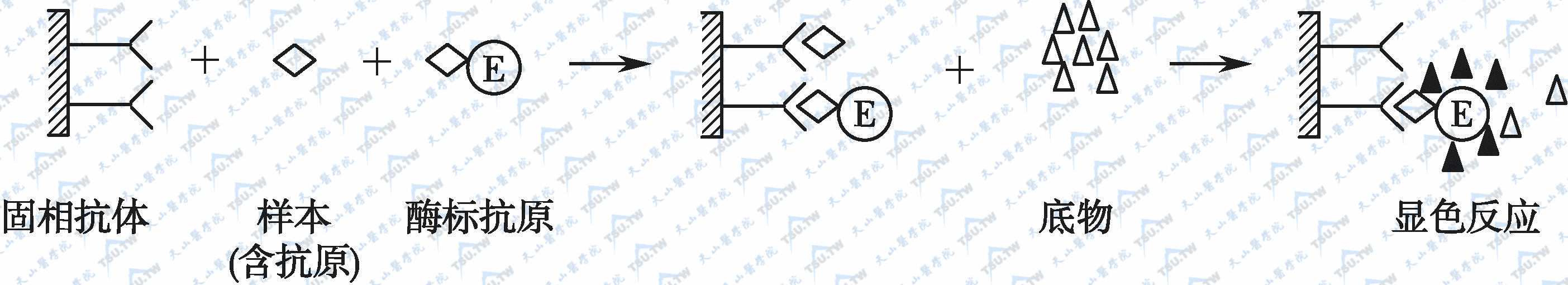 竞争法测定抗原示意图