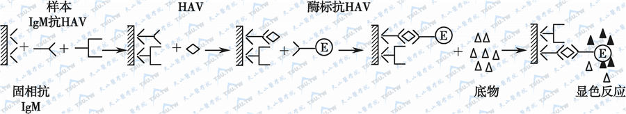 双夹心法测定抗体示意图