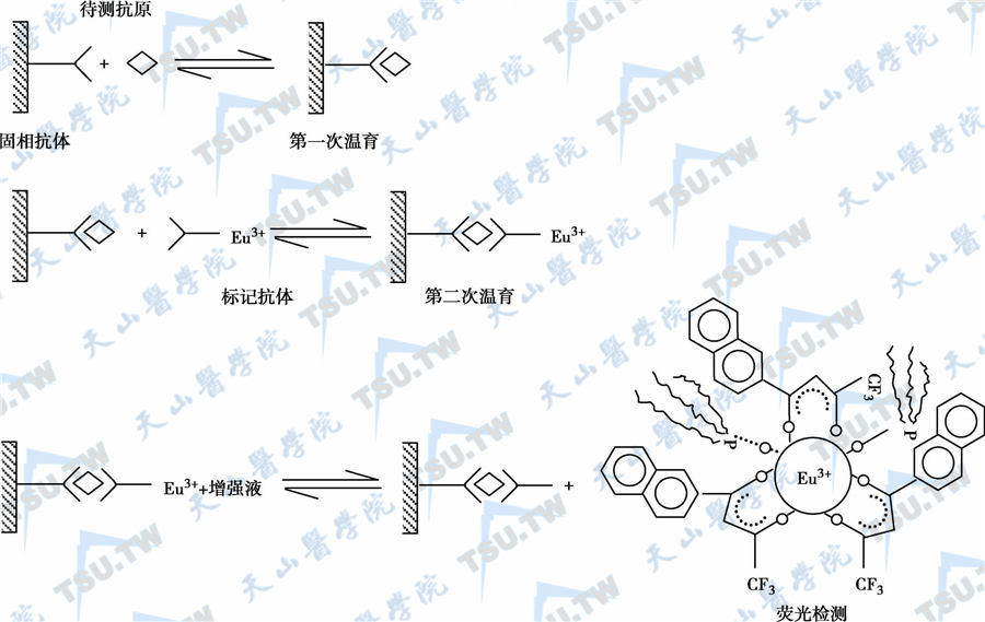 双位点夹心法反应原理示意图