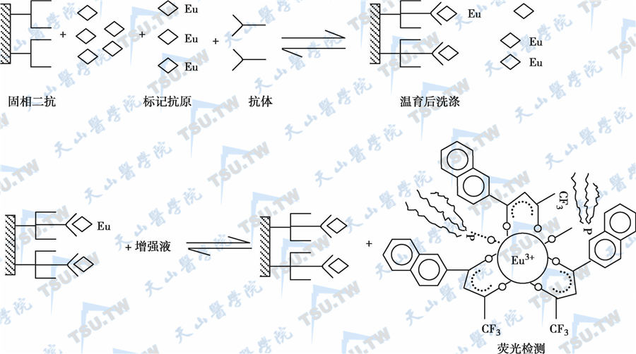 固相二抗竞争法反应原理示意图