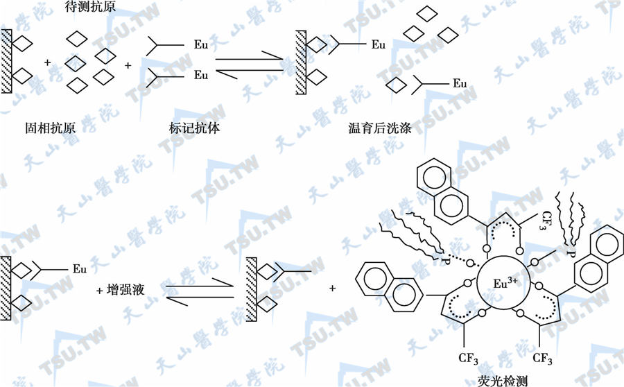 固相抗原竞争法反应原理示意图