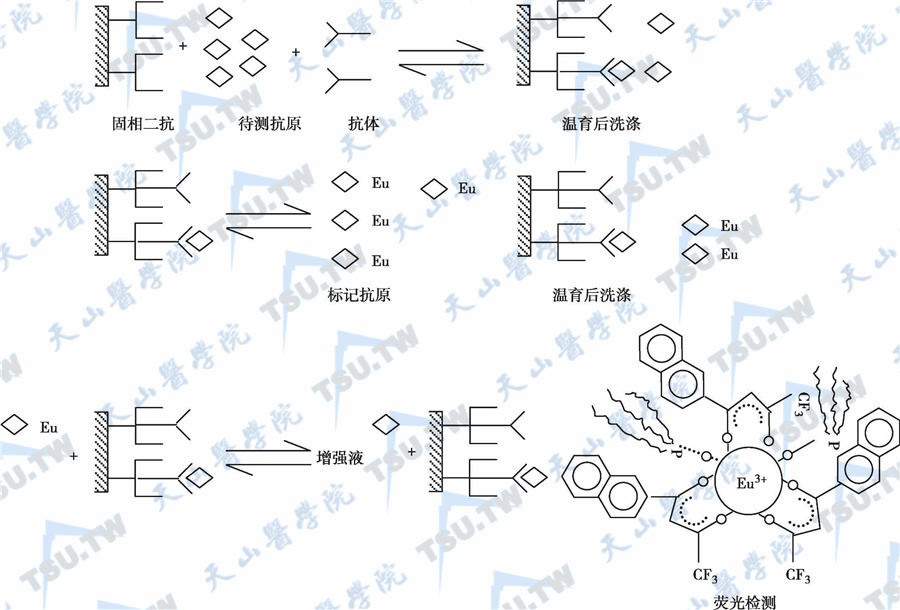 顺序结合法反应原理示意图