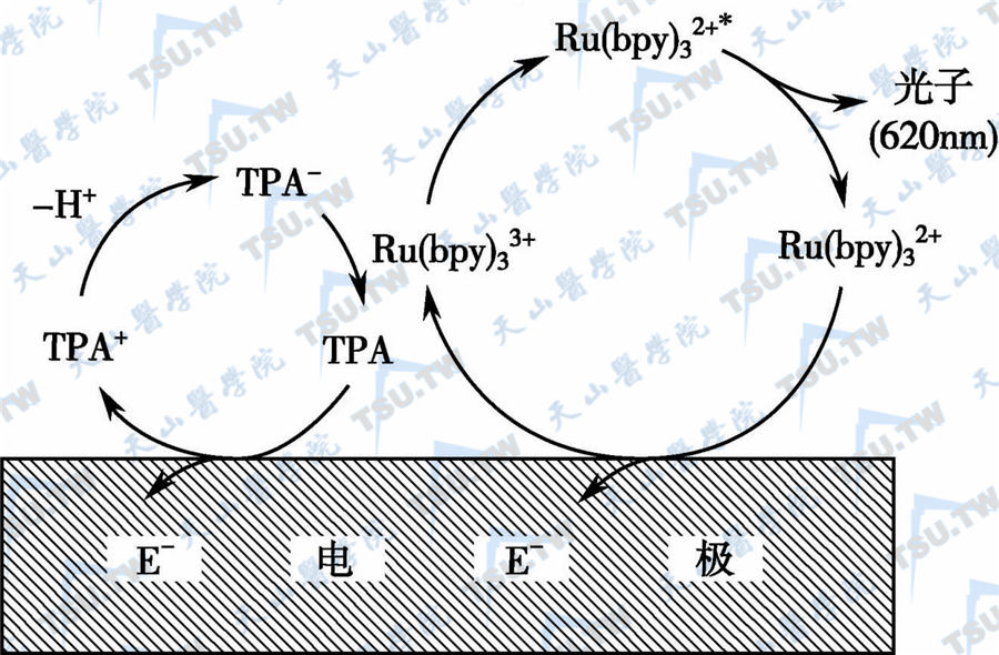 联吡啶钌电极表面的发光反应示意图