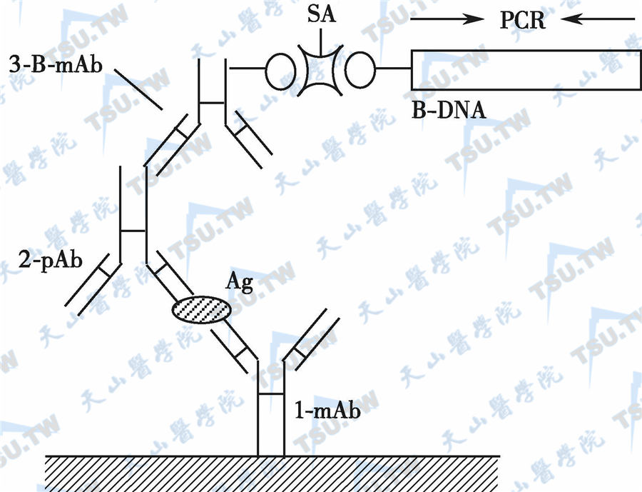 免疫PCR分析原理示意图
