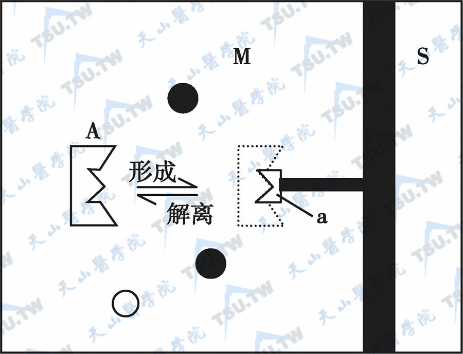 亲合色谱示意图