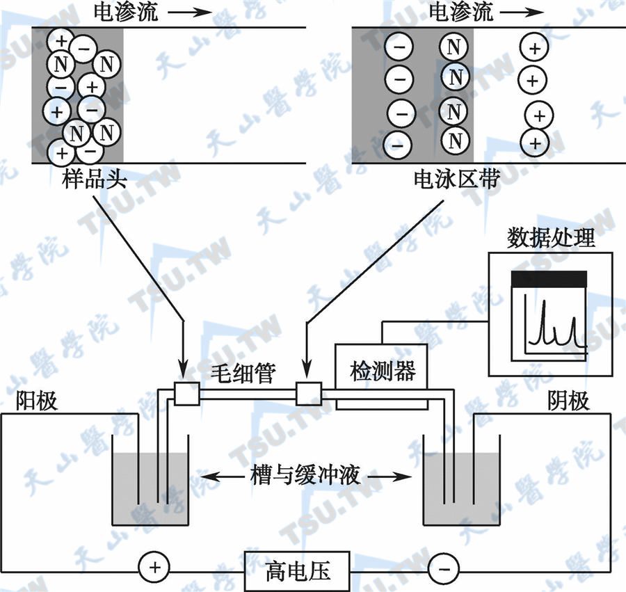 毛细管电泳仪结构示意图