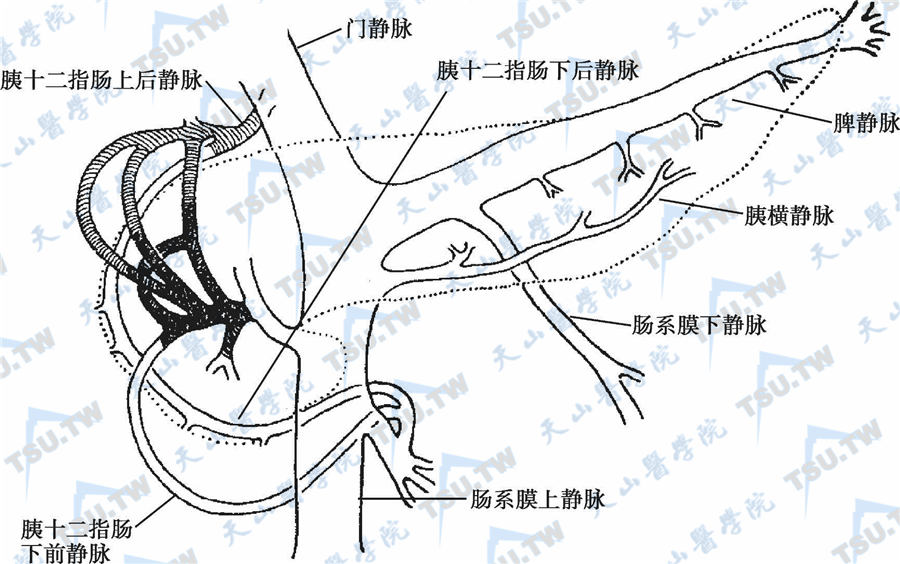 选择性动脉内刺激采样定位胰岛素瘤及胃泌素瘤