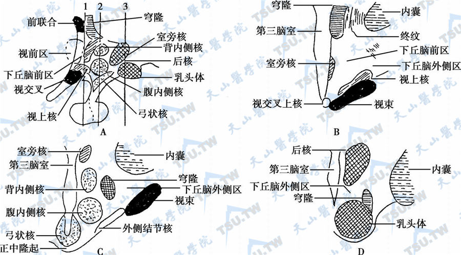 中脑下丘图片