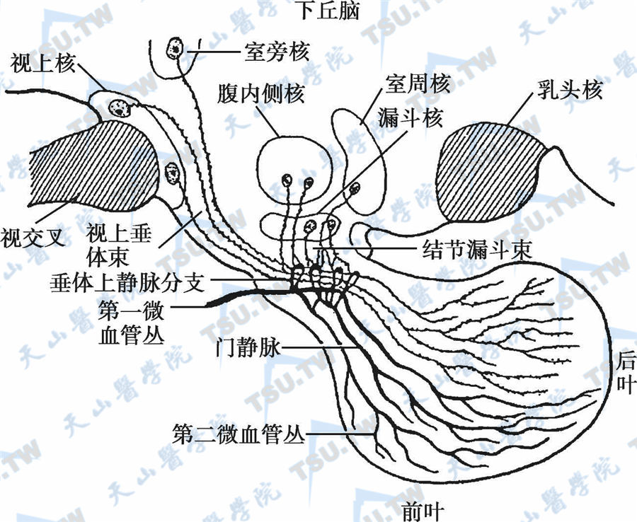 下丘脑与周围组织的联系