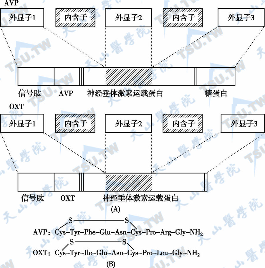 下丘脑激素的生化特征