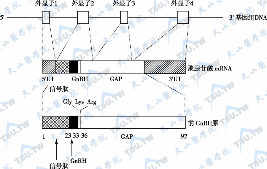 下丘脑激素的结构与生理作用