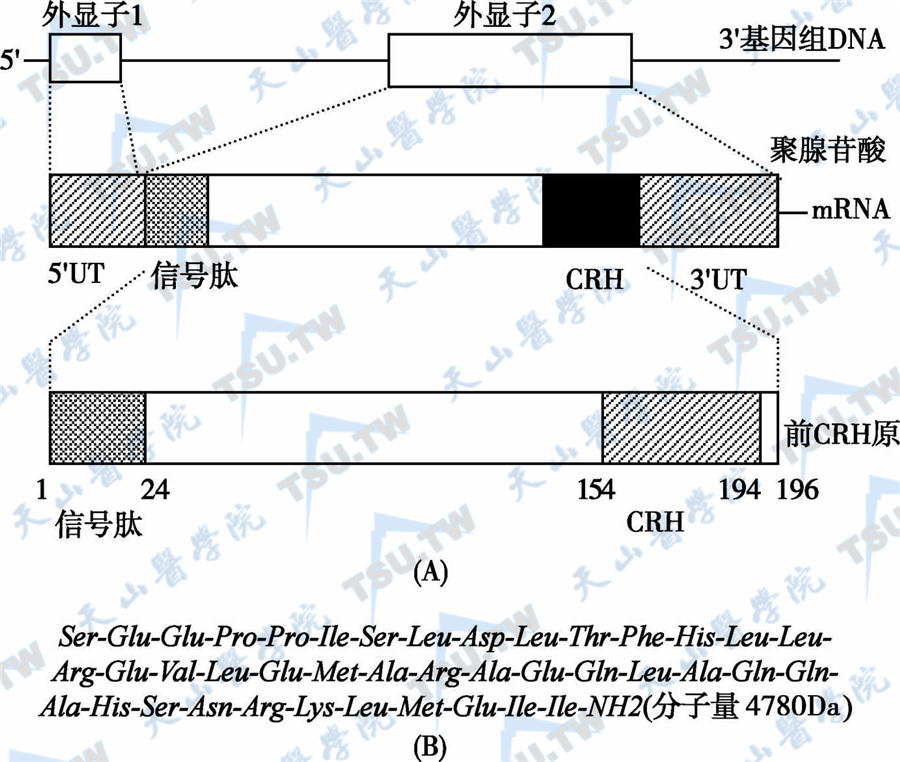 人CRH基因mRNA及前体肽