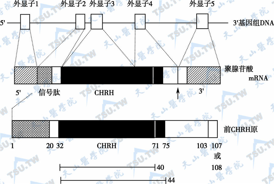 GHRH基因、GHRH mRNA及GHRH前体肽