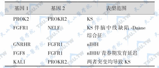 HH的双基因效应