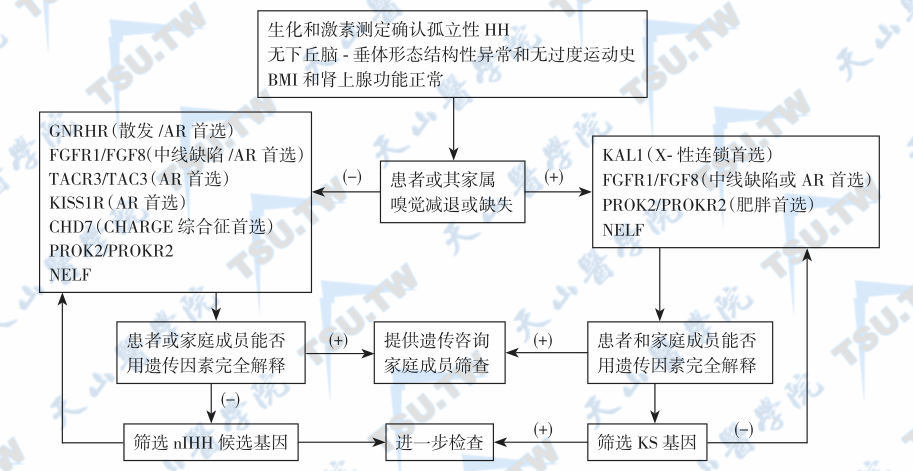 HH遗传病因诊断