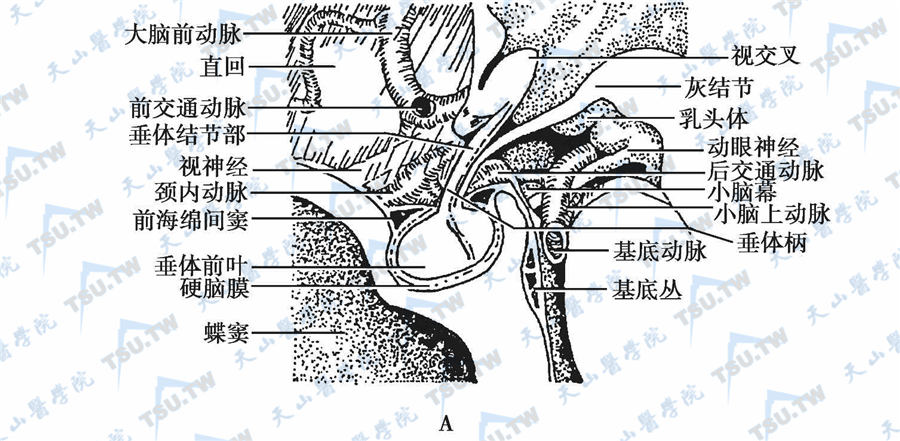 腺垂体