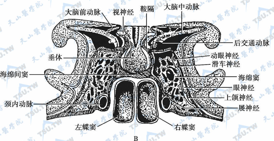 脑膜垂体干解剖图片