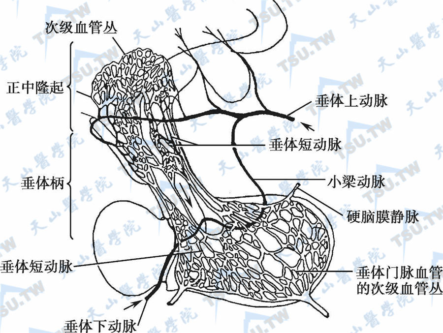 垂体的血液供应系统